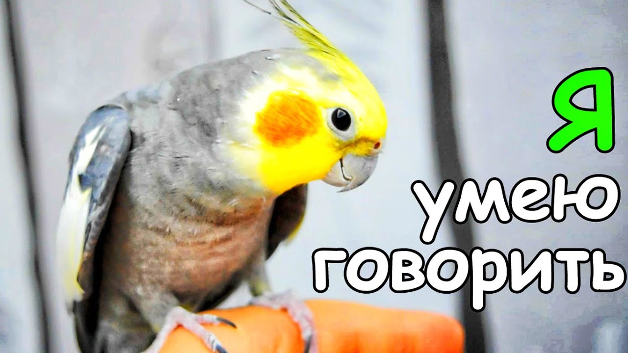 Как научить попугая кореллу говорить