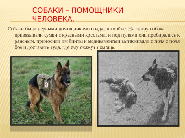Как приручить собаку: как приручить взрослую собаку к новому хозяину