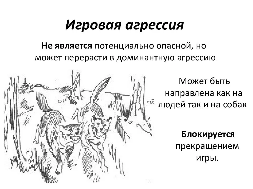 Агрессивное поведение у собак: причины агрессии