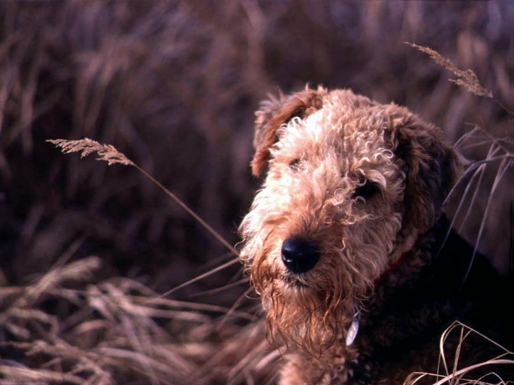 Эрдельтерьер — универсальная собака с благородной внешностью