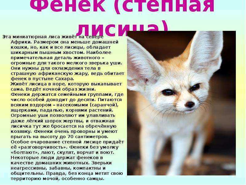 Фенек лиса. описание, особенности, виды, образ жизни и содержание фенька дома | живность.ру