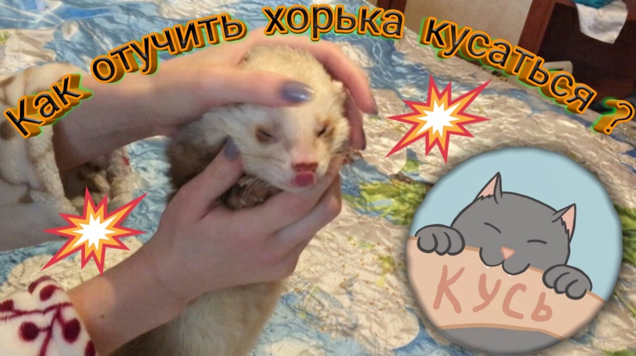 Как отучить хорька кусаться в домашних условиях: эффективные методы, приемы и отзывы
