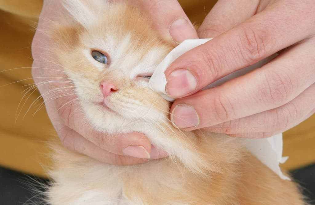 Чем промыть глаза котенку