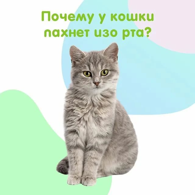 Неприятный запах от кошки: почему кошка пахнет, источники запаха и правила гигиены
неприятный запах от кошки: почему кошка пахнет, источники запаха и правила гигиены