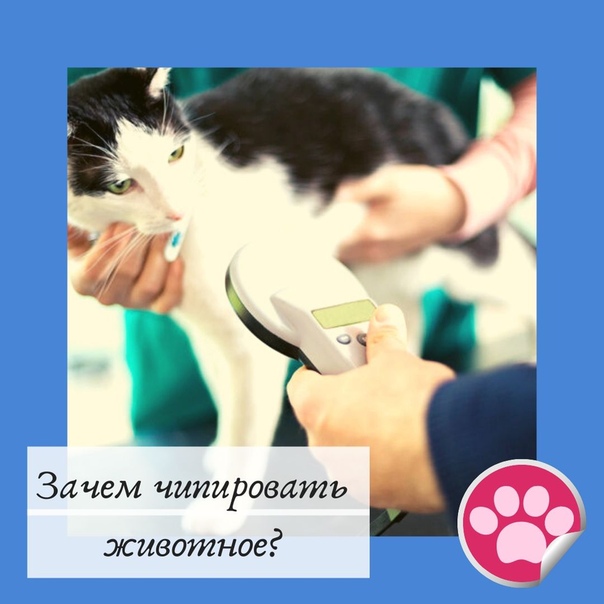 Чипирование собак: о чем нужно знать владельцу