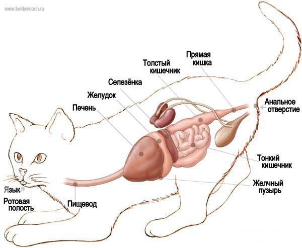 Исследование мочеполовой системы кошек