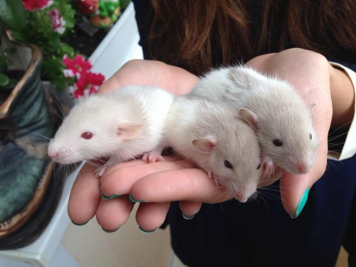 Роды у декоративных крыс: процесс появления крысят на свет, количество детенышей в помете, уход за самкой и потомством — сам по себе