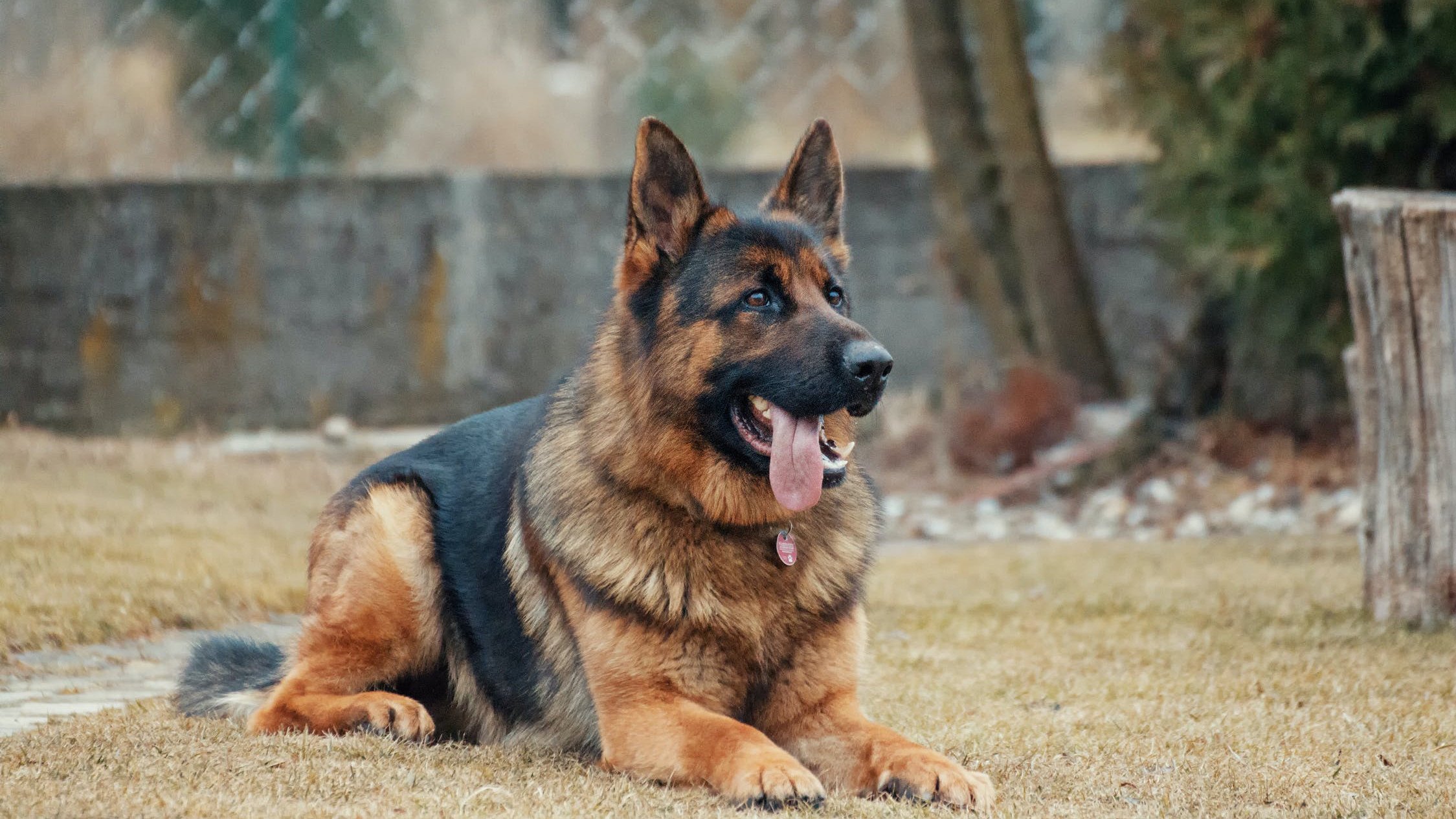 15 лучших сторожевых пород собак для охраны частного дома