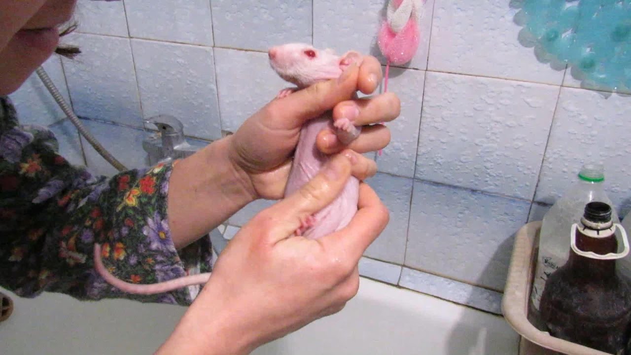 Как купать любимую крысу без стресса
