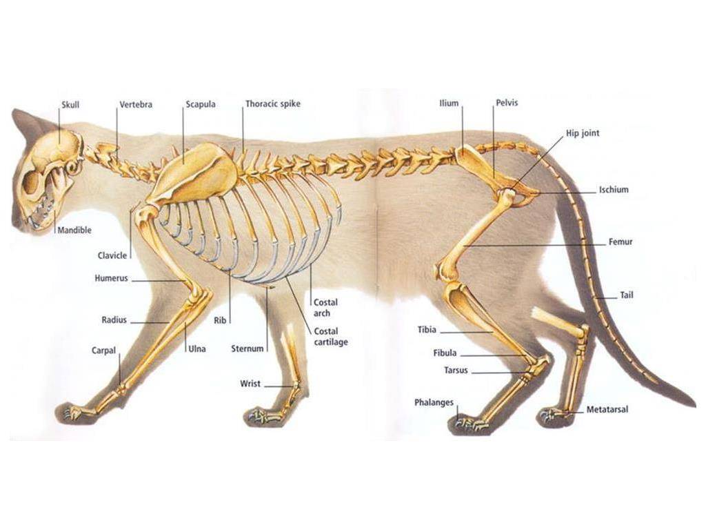 Скелет кошки: как выглядит и из каких отделов состоит, сколько содержит костей и ребер