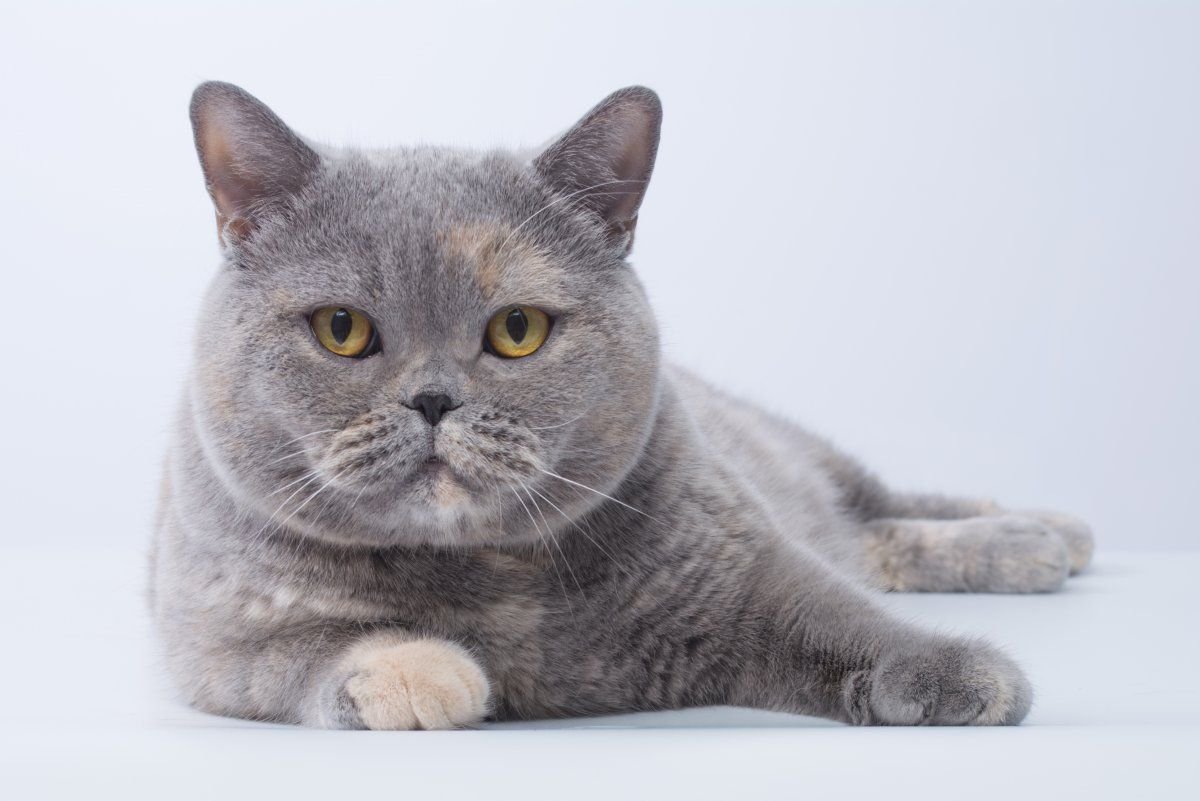 Британская короткошерстная кошка: описание породы, характер
