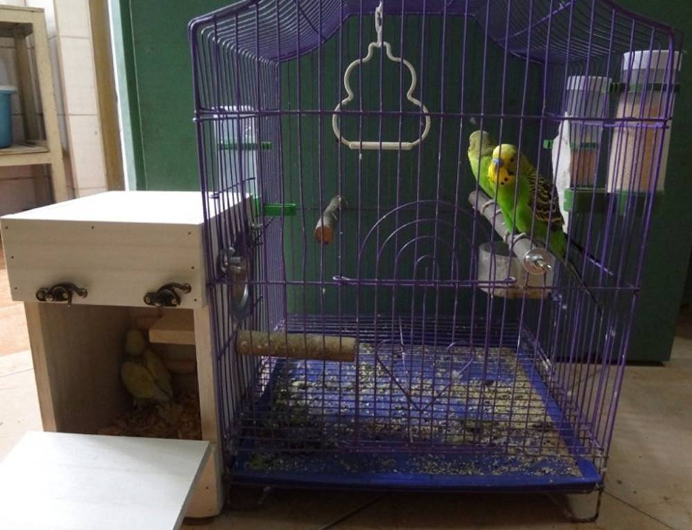 Как сделать гнездо для волнистых попугаев своими руками