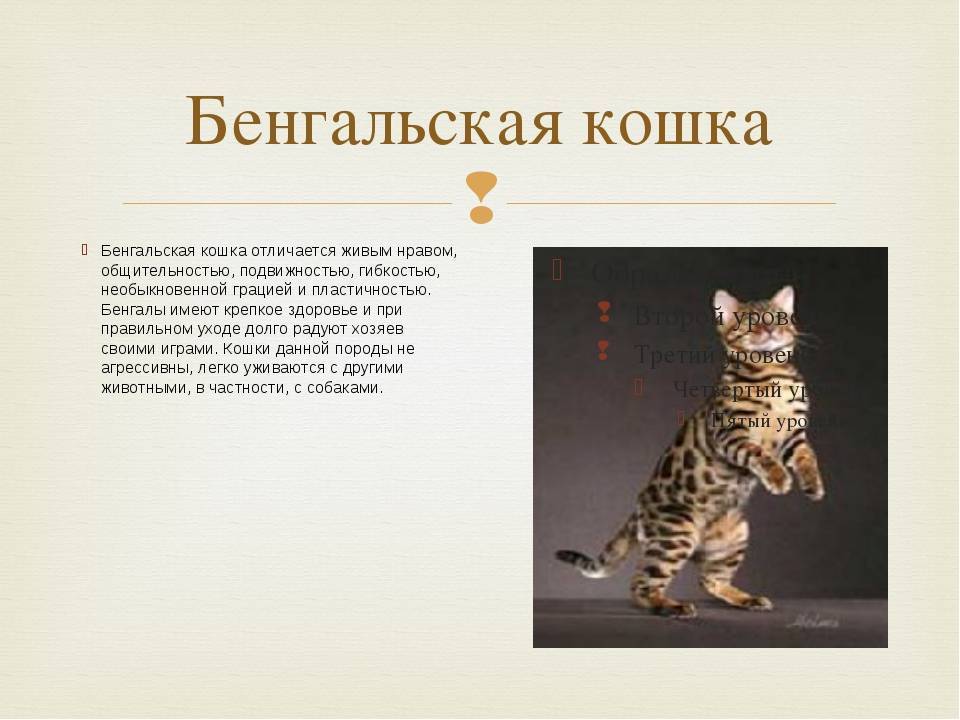 Кошка породы тойгер: описание породы и характера кошек- подробности ухода +видео и фото