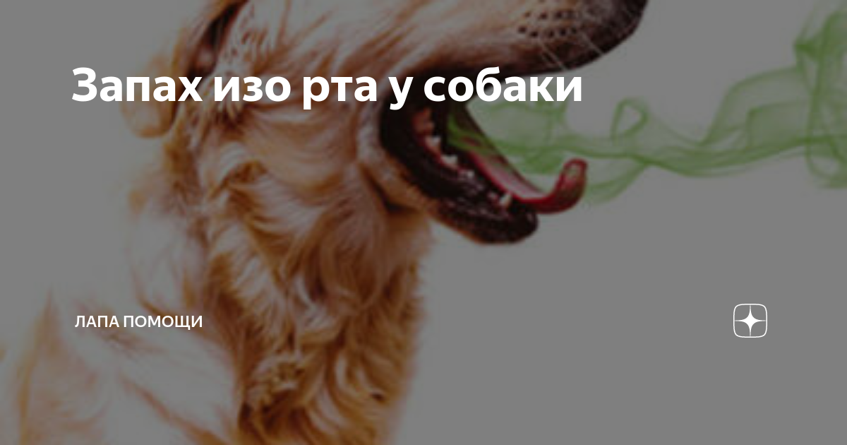 Причины и последствия неприятного запаха из пасти собаки - kupipet.ru