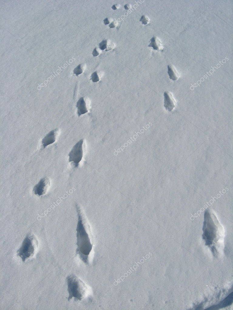 Следы животных на снегу, на земле, след зверей, фото, картинки для детей