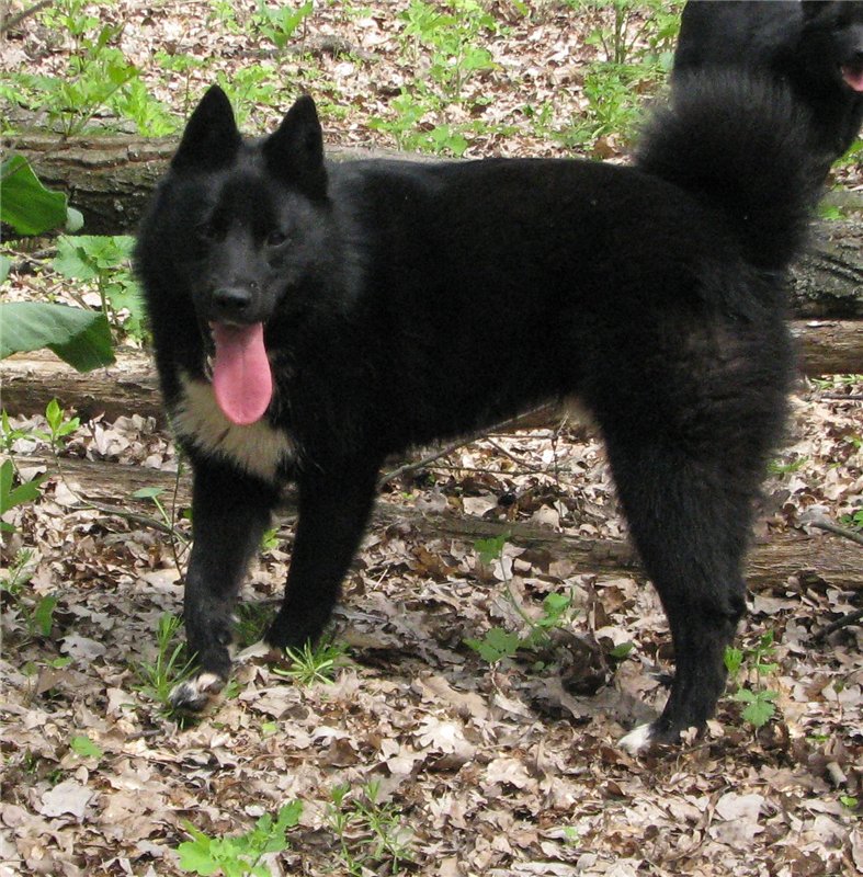 Русско-европейская лайка - описание породы и характер собаки