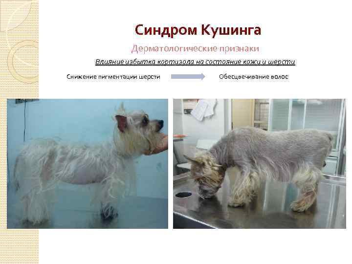 Синдром иценко-кушинга (гиперкортицизм)