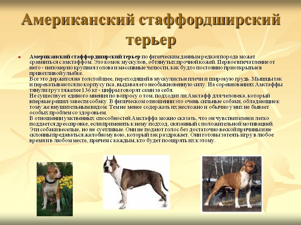 Чем кормить стаффа: рацион питания щенка и взрослого