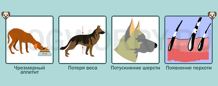Почему собака дрожит, как будто озноб