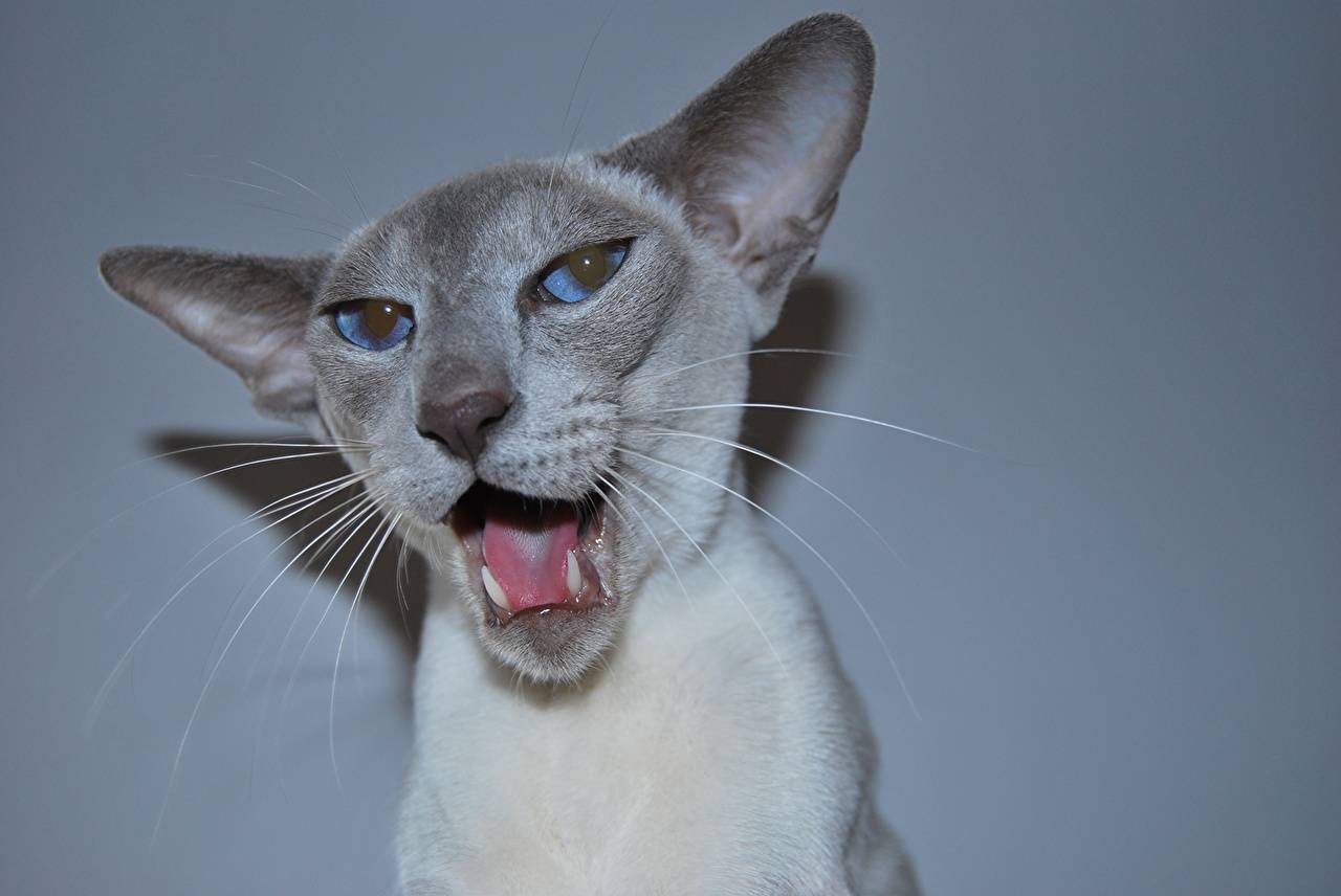 ᐉ косоглазые коты: породы, почему так бывает, знаменитые, 35 фото - zoogradspb.ru