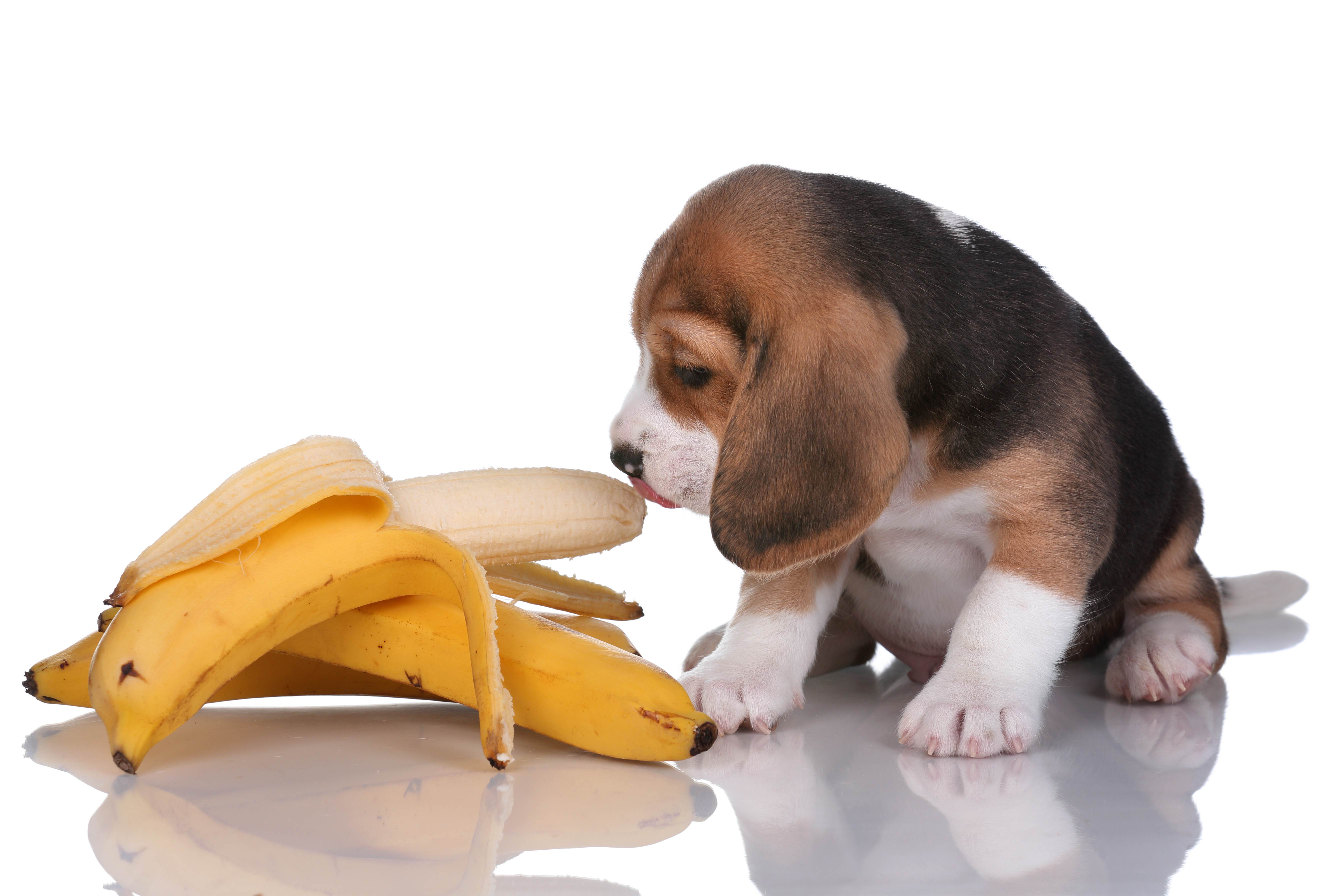 Можно ли давать собаке арбуз и дыню: польза, вред, противопоказания