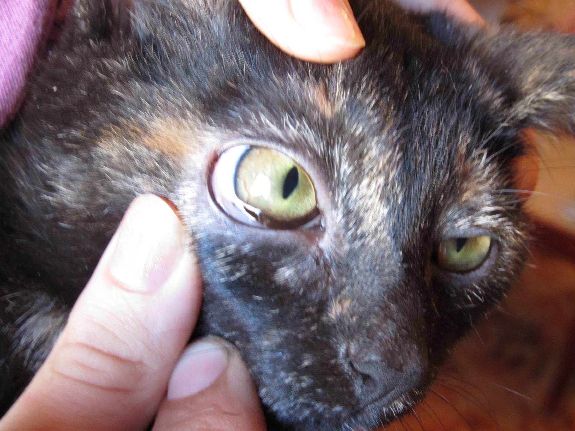 У кошки в ушах черный налет – 2 причины появления и какие симптомы являются тревожными?