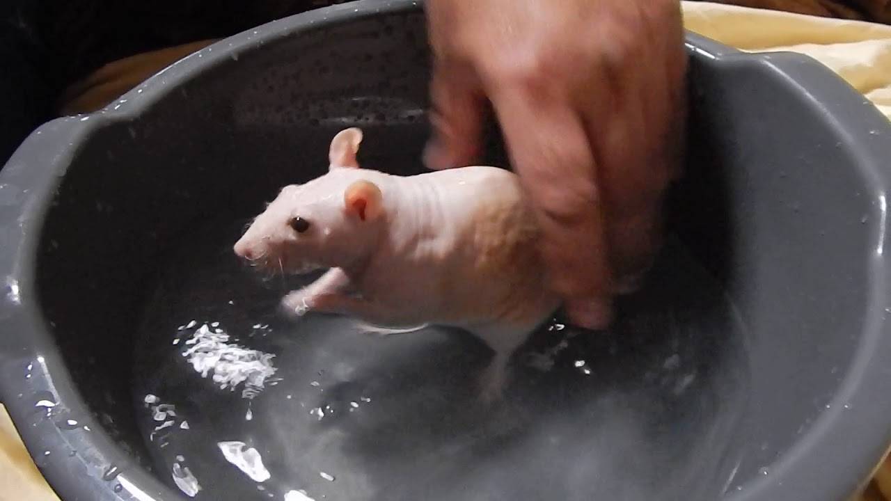 Содержание декоративной домашней крысы: уход, купание, кормление, рекомендации, список лучших шампуней и кормов для крыс