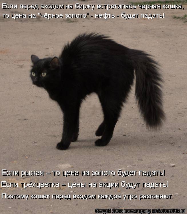 Что делать если кошка перебежала дорогу. Чёрная кошка перебежала дорогу. Чёрный кот перебежал дорогу. Примета черная кошка перебежала дорогу. Черный кот перебегает дорогу.