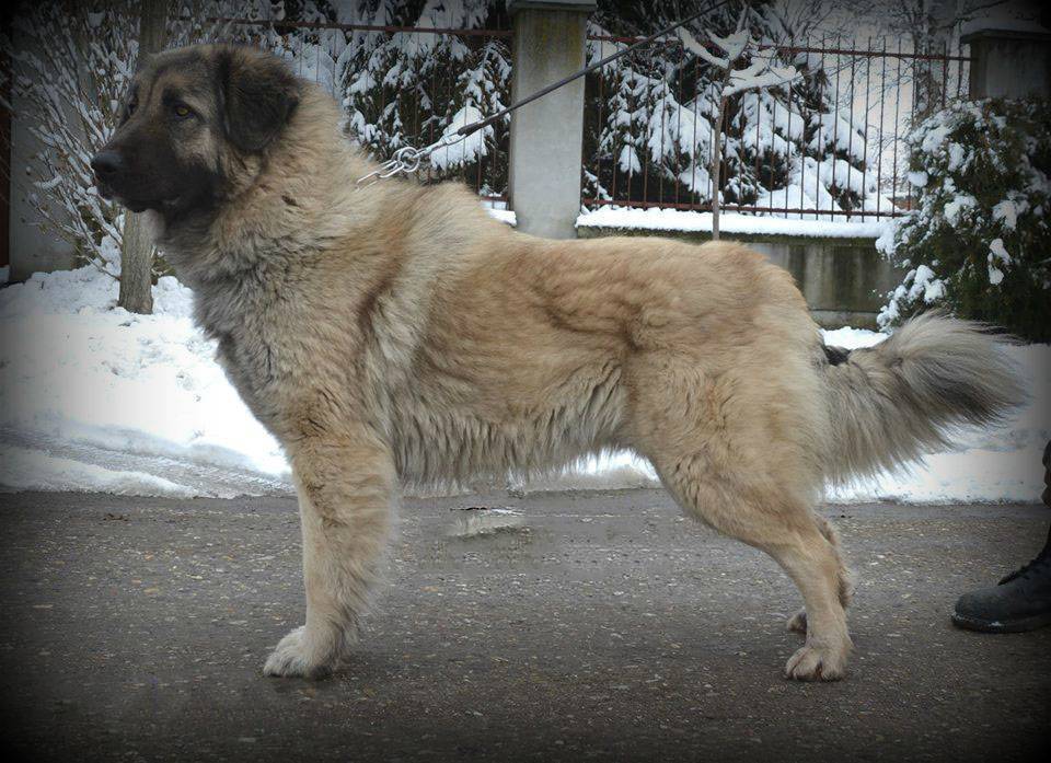 Собаки породы шарпланинская овчарка, характерные особенности, история происхождения и стандарты породы