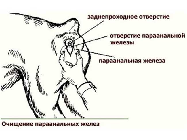 Железы у собак схема которые нужно чистить