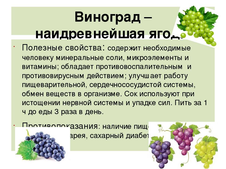 ᐉ можно ли давать кроликам виноградные листья или виноград? - zooon.ru