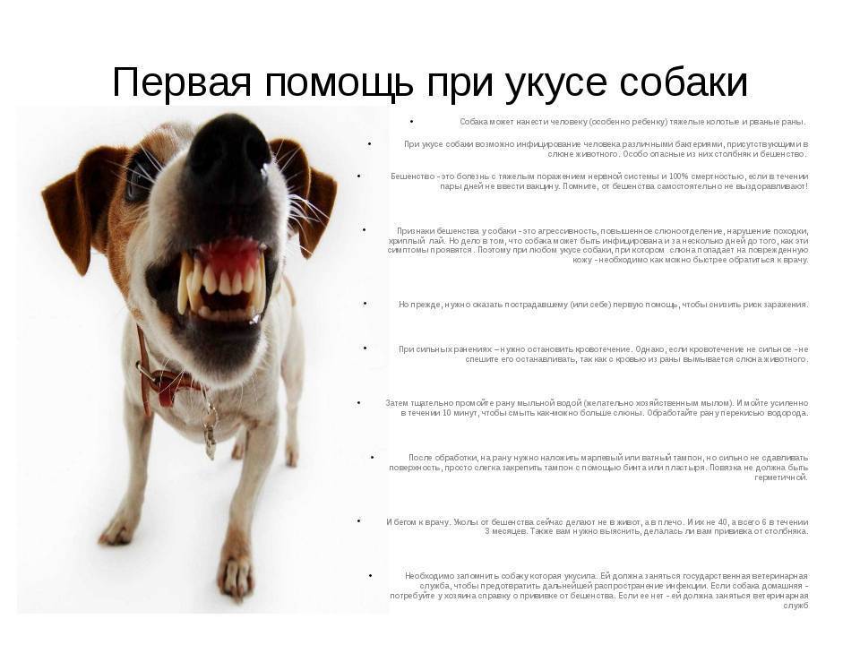 Бешенство у людей:  симптомы, лечение, профилактика — государственное бюджетное учреждение здравоохранения "туапсинская центральная районная больница №4" министерства здравоохранения краснодарского края