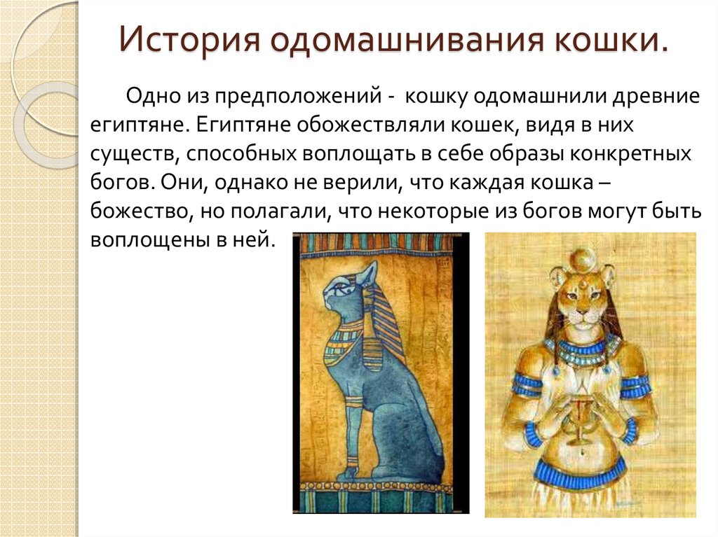 Происхождение кошек: история вида, от кого, откуда и когда появились, одомашнивание - блог о животных - zoo-pet.ru