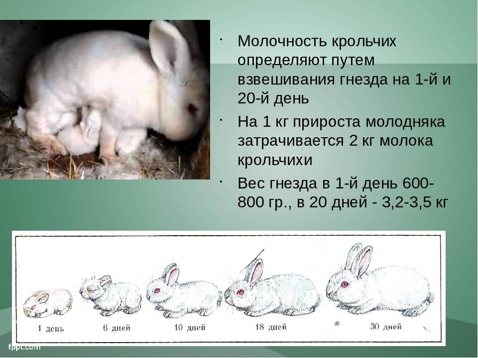 ᐉ новорожденные кролики: уход, развитие и отсадка из гнезда - zooon.ru