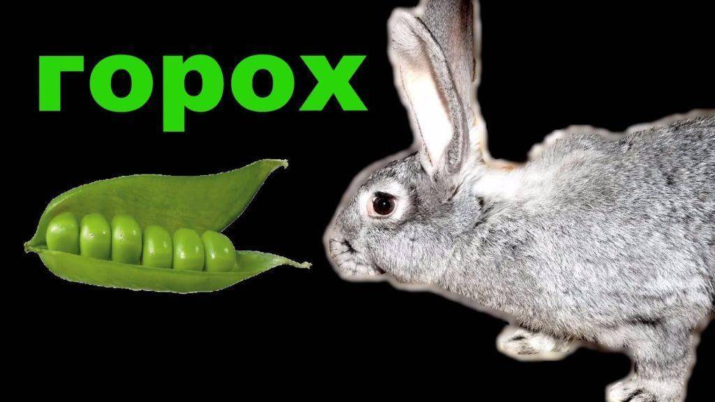Горох в рационе кроликов: особенности кормления кролей зеленым горохом, гороховыми стручками и гороховой ботвой