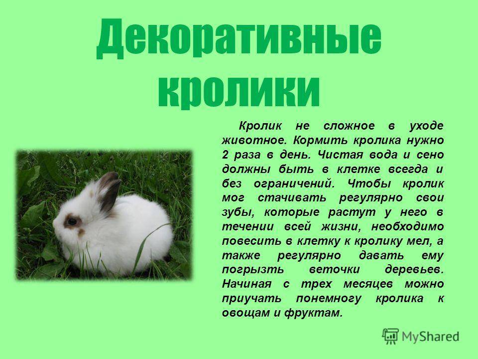 Можно ли давать кроликам крапиву: правила
