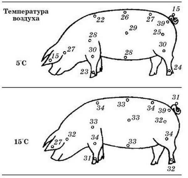Болезни морских свинок: симптомы, норма температуры
