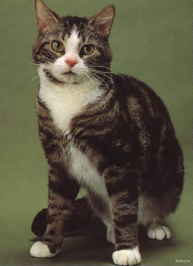 Американская жесткошерстная кошка – описание пород котов