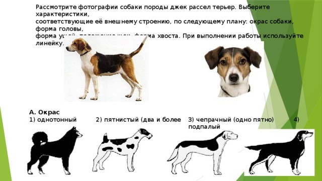 Все о том как узнать породу собаки: по внешнему виду, характеру и фото