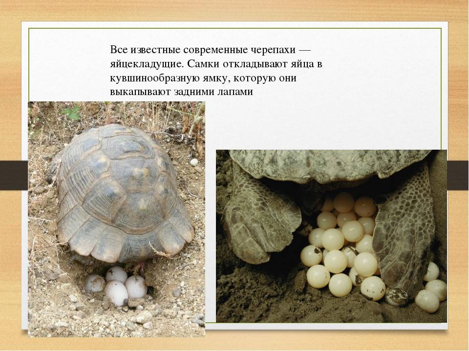 Черепаха снесла яйцо, что делать, и нужно ли хранить яйцо