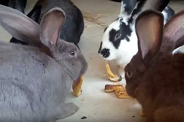 Когда можно давать кроликам банановую кожуру?