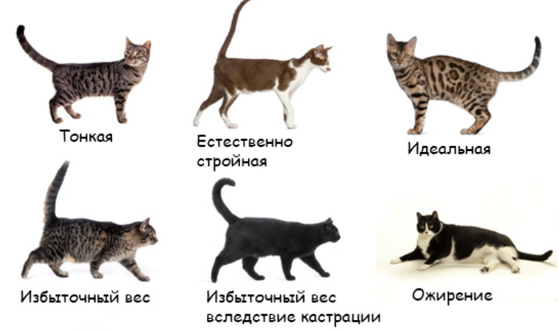 До какого возраста растут коты: размеры представителей британской, шотландской, бенгальской и прочих пород