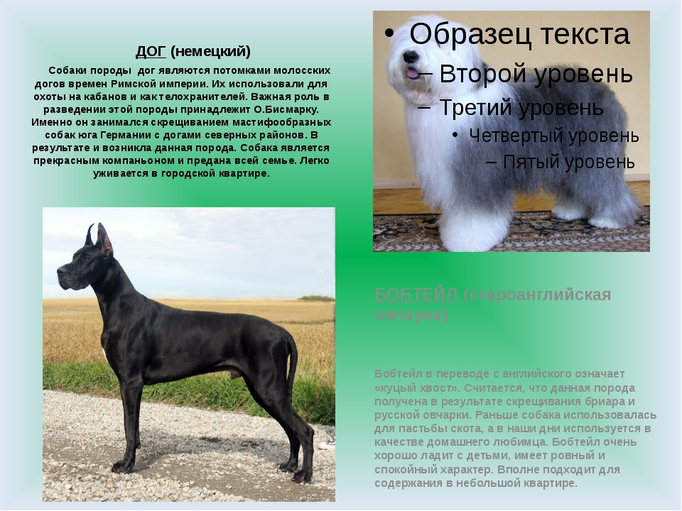 10 китайских пород собак