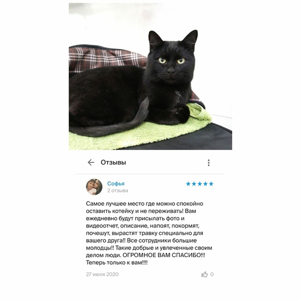 Ономатопея: почему британские кошки не отзовутся на «кис-кис»