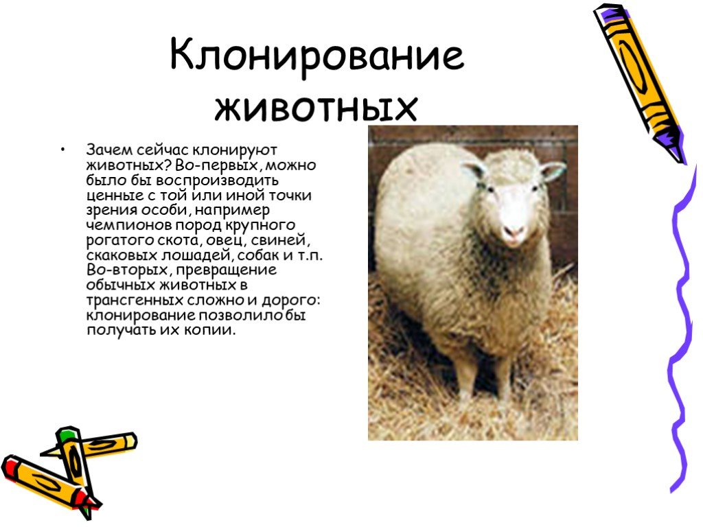 Симулятор бога: путь клонирования животных от научных экспериментов до многомиллионной индустрии | stena.ee
