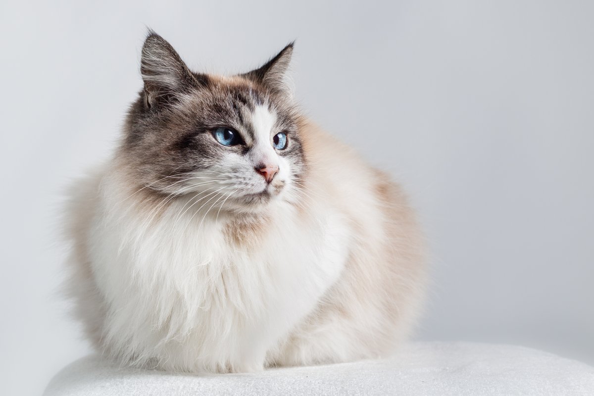 Рагамаффин кошка, описание породы, фото, характер, окрас, уход, история, здоровье