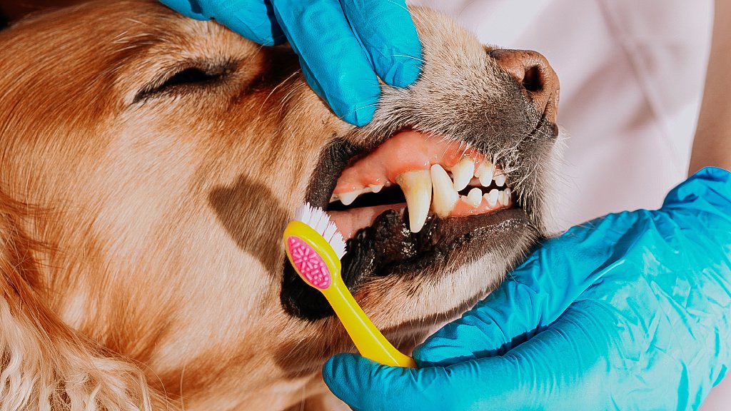 Зубной камень у собак: удаление, чистка - zoosecrets