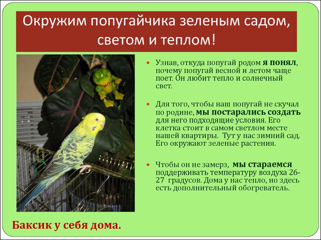 Почему попугаи могут разговаривать мальчики исследование проблемы. почему попугаи могут разговаривать: раскрытие птичьих секретов