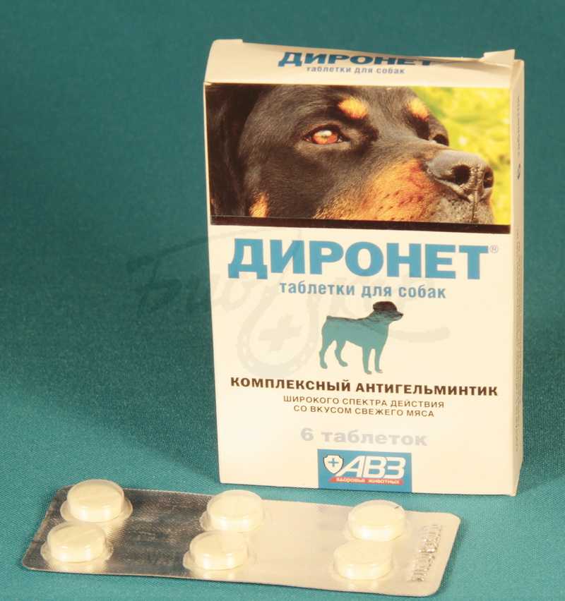 Капли на холку от глистов для кошек: удобно, быстро, эффективно
