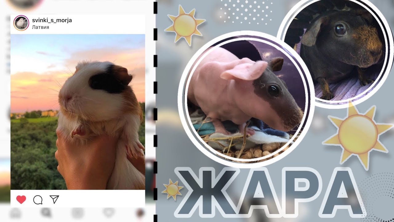 Как видят морские свинки наш мир